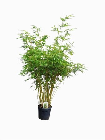 Fargesia robusta 'Pingwu' 150-175 cm cont. 15L - afbeelding 2