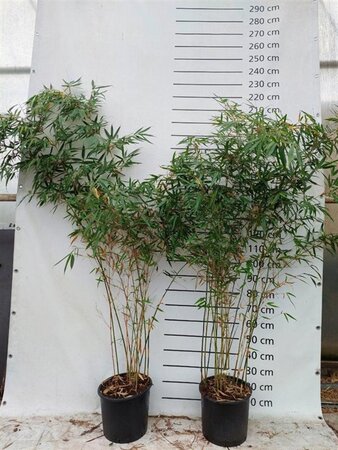 Fargesia robusta 'Pingwu' 150-175 cm cont. 15L - afbeelding 1