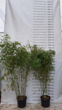 Fargesia robusta 'Pingwu' 175-200 cm cont. 15L - afbeelding 1