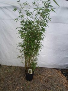 Fargesia robusta 'Pingwu' 175-200 cm cont. 15L - afbeelding 3