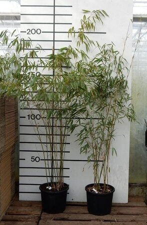 Fargesia robusta 'Pingwu' 200-250 cm cont. 15L - afbeelding 1