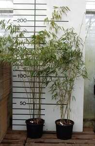 Fargesia robusta 'Pingwu' 200-250 cm cont. 15L