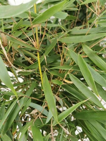 Fargesia robusta 'Pingwu' 80-100 cm cont. 10L - afbeelding 1