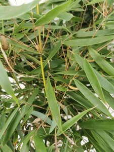 Fargesia robusta 'Pingwu' 80-100 cm cont. 10L