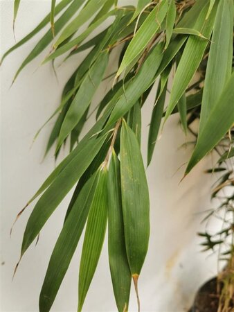 Fargesia robusta 'Pingwu' 80-100 cm cont. 10L - afbeelding 2