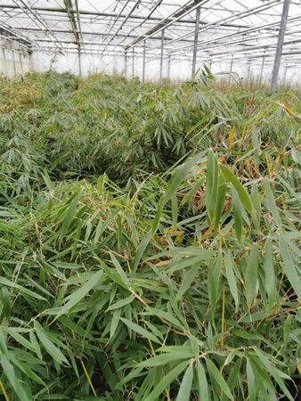 Fargesia robusta 'Pingwu' 80-100 cm cont. 10L - afbeelding 3