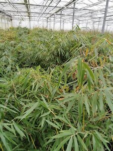 Fargesia robusta 'Pingwu' 80-100 cm cont. 10L - afbeelding 3