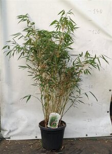 Fargesia robusta 'Pingwu' 80-100 cm cont. 10L - afbeelding 4