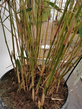 Fargesia robusta 'Pingwu' 80-100 cm cont. 10L - afbeelding 5