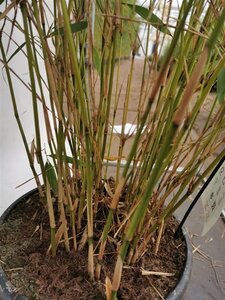 Fargesia robusta 'Pingwu' 80-100 cm cont. 10L - afbeelding 5