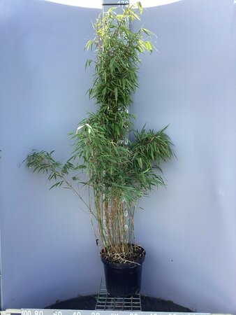 Fargesia rufa 100-125 cm cont. 10L - afbeelding 4