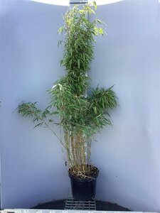 Fargesia rufa 100-125 cm cont. 10L - afbeelding 5