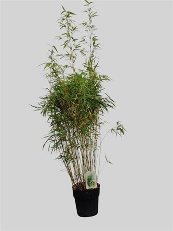 Fargesia rufa 100-125 cm cont. 10L - afbeelding 1