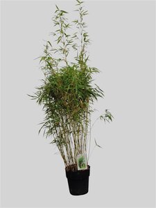 Fargesia rufa 100-125 cm cont. 10L