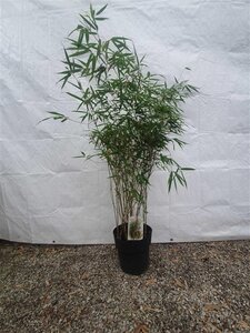 Fargesia rufa 100-125 cm cont. 10L - afbeelding 2