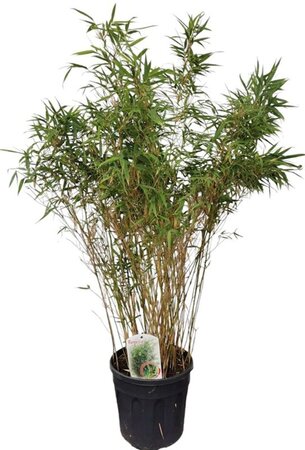 Fargesia rufa 100-125 cm cont. 10L - afbeelding 3