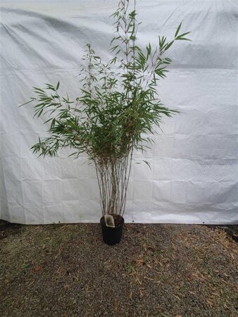 Fargesia rufa 125-150 cm cont. 10L - afbeelding 2