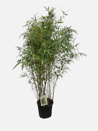 Fargesia robusta 'Wenchuan' 125-150 cm cont. 10L - afbeelding 1