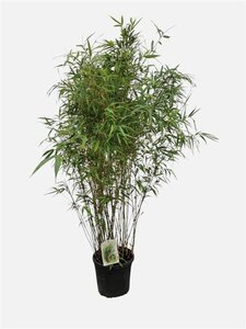 Fargesia robusta 'Wenchuan' 125-150 cm cont. 10L