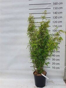Fargesia 'Winter Joy' 100-125 cm cont. 15L