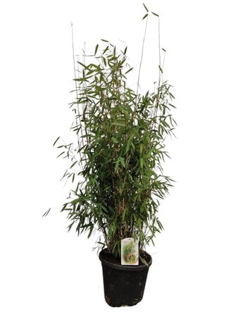 Fargesia 'Winter Joy' 100-125 cm cont. 15L