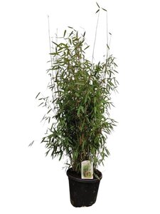 Fargesia 'Winter Joy' 100-125 cm cont. 15L