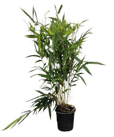 Phyllostachys aureos. 'Spectabilis' 40-60 cm cont. 1L