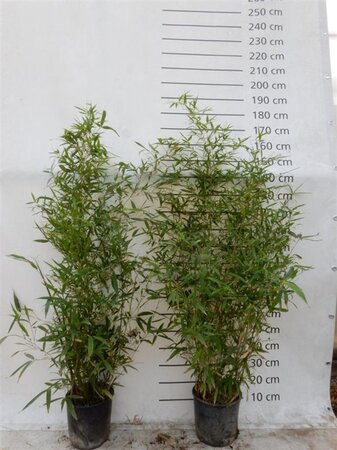 Phyllostachys aurea 125-150 cm cont. 10L - afbeelding 1