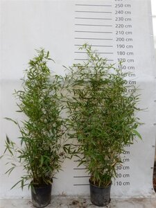 Phyllostachys aurea 125-150 cm cont. 10L - afbeelding 1