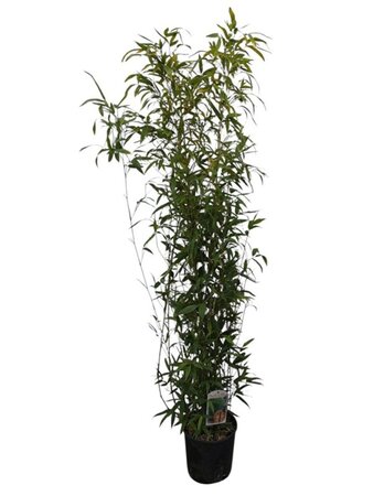 Phyllostachys aurea 125-150 cm cont. 10L - afbeelding 2