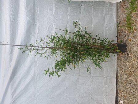 Phyllostachys aurea 150-175 cm cont. 10L - afbeelding 1