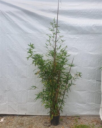Phyllostachys aurea 150-175 cm cont. 10L - afbeelding 2