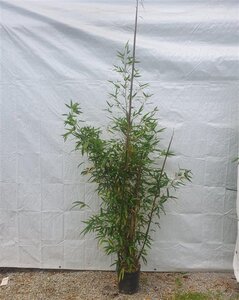 Phyllostachys aurea 150-175 cm cont. 10L - afbeelding 2