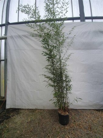 Phyllostachys nigra 250-300 cm cont. 15L
