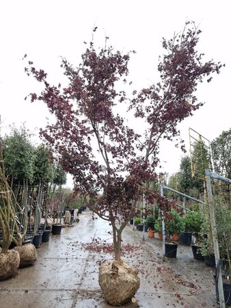 Acer pal. 'Bloodgood' 350-400 cm draadkluit meerstammig - afbeelding 2