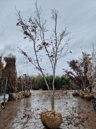 Acer pal. 'Bloodgood' 350-400 cm draadkluit meerstammig - afbeelding 3