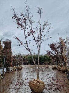 Acer pal. 'Bloodgood' 350-400 cm draadkluit meerstammig - afbeelding 3