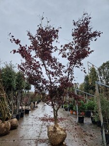 Acer pal. 'Bloodgood' 350-400 cm WRB multi-stem