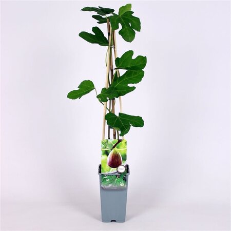 Ficus carica 70 cm vierkant 2L - afbeelding 3