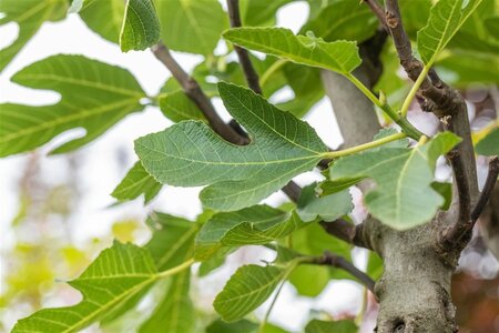 Ficus car. 'Brogiotto Bianco'= 'Gentile' 100-125 cm cont. 18L