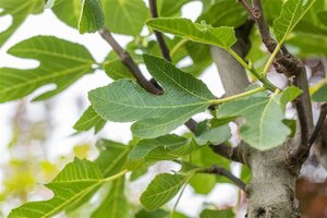 Ficus car. 'Brogiotto Bianco'= 'Gentile' 100-125 cm cont. 18L