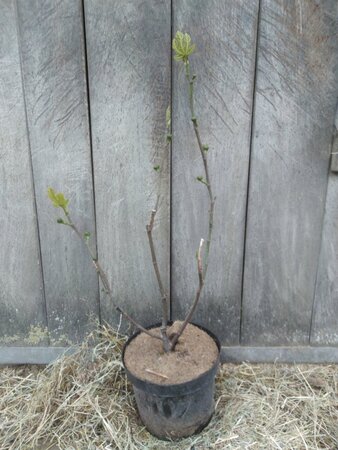 Ficus car. 'Bornholms Diamant' 50-60 cm cont. 5,0L - afbeelding 2