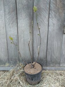 Ficus car. 'Bornholms Diamant' 50-60 cm cont. 5,0L - afbeelding 2