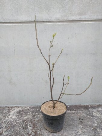 Ficus car. 'Bornholms Diamant' 50-60 cm cont. 5,0L - image 1