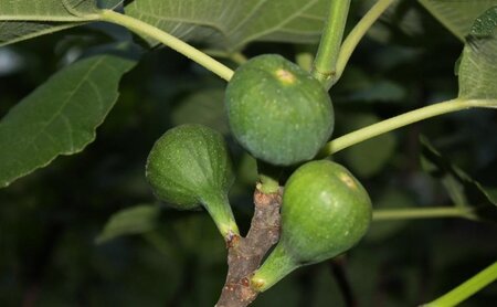 Ficus car. 'Brown Turkey' 1jr. A kwal. wortelgoed struik - afbeelding 2
