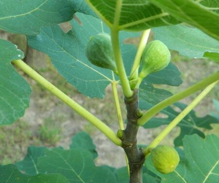 Ficus car. 'Brown Turkey' 1jr. A kwal. wortelgoed struik - afbeelding 3