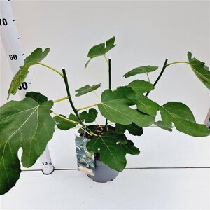 Ficus car. 'Brown Turkey' 40-50 cm cont. 5,0L - afbeelding 4
