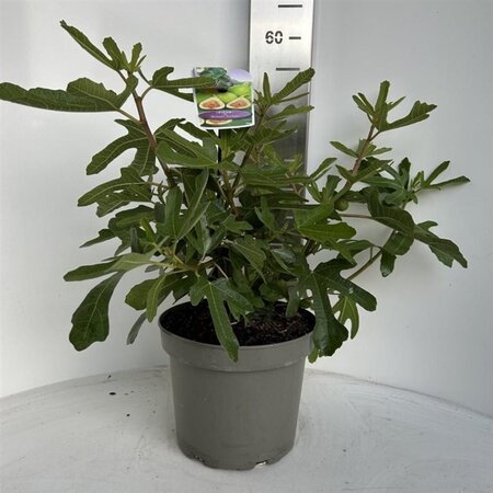 Ficus car. 'Brown Turkey' 40-50 cm cont. 5,0L - afbeelding 6