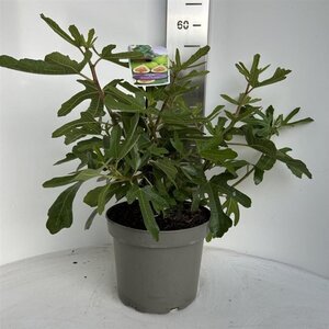 Ficus car. 'Brown Turkey' 40-50 cm cont. 5,0L - afbeelding 6