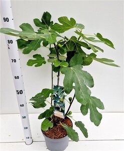 Ficus car. 'Brown Turkey' 40-50 cm cont. 5,0L - afbeelding 3